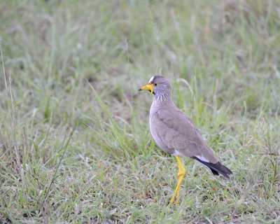 Gallery of African Wattled Lapwing