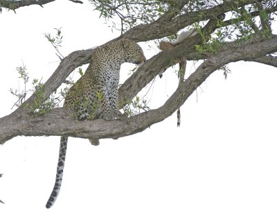 Leopard, in tree with Impala kill-011513-Maasai Mara National Reserve, Kenya-#2846.jpg