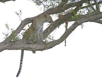 Leopard, in tree with Impala kill-011513-Maasai Mara National Reserve, Kenya-#2847.jpg