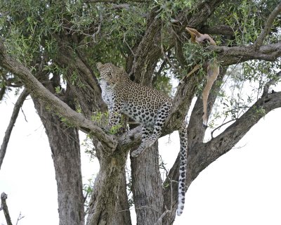 Leopard, in tree with Impala kill-011513-Maasai Mara National Reserve, Kenya-#2964.jpg