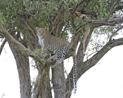 Leopard, in tree with Impala kill-011513-Maasai Mara National Reserve, Kenya-#2975.jpg