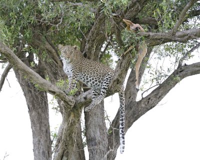 Leopard, in tree with Impala kill-011513-Maasai Mara National Reserve, Kenya-#2976.jpg