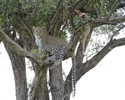 Leopard, in tree with Impala kill-011513-Maasai Mara National Reserve, Kenya-#2989.jpg