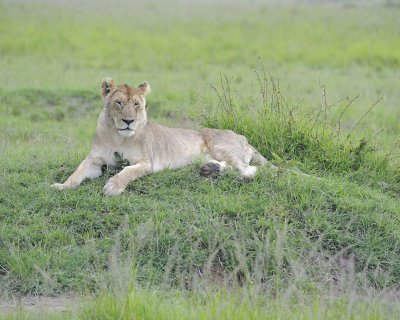 Lion, Female-011513-Maasai Mara National Reserve, Kenya-#0094.jpg