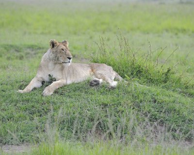 Lion, Female-011513-Maasai Mara National Reserve, Kenya-#0099.jpg
