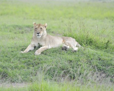 Lion, Female-011513-Maasai Mara National Reserve, Kenya-#0178.jpg