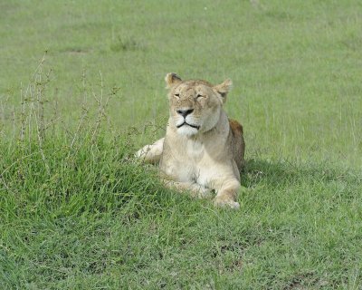 Lion, Female-011513-Maasai Mara National Reserve, Kenya-#0318.jpg