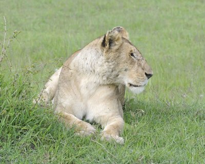 Lion, Female-011513-Maasai Mara National Reserve, Kenya-#1735.jpg