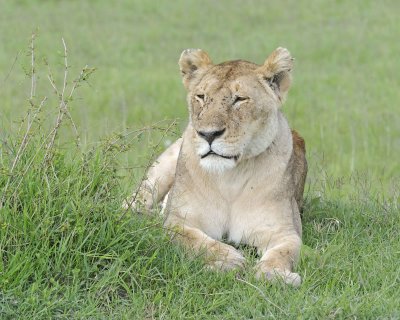 Lion, Female-011513-Maasai Mara National Reserve, Kenya-#1808.jpg