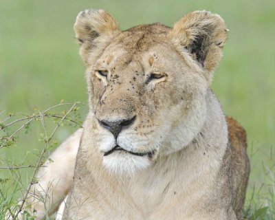 Lion, Female-011513-Maasai Mara National Reserve, Kenya-#1815.jpg