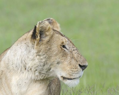 Lion, Female-011513-Maasai Mara National Reserve, Kenya-#1865.jpg