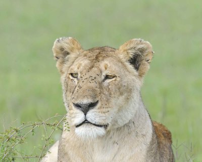 Lion, Female-011513-Maasai Mara National Reserve, Kenya-#1883.jpg