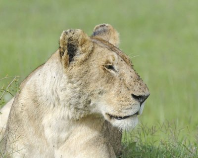 Lion, Female-011513-Maasai Mara National Reserve, Kenya-#1979.jpg
