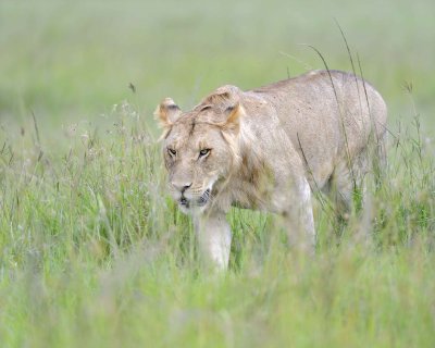 Lion, Male-011513-Maasai Mara National Reserve, Kenya-#2566.jpg