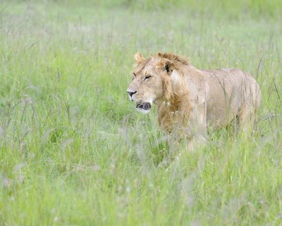 Lion, Male-011513-Maasai Mara National Reserve, Kenya-#2587.jpg
