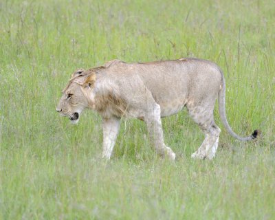 Lion, Male-011513-Maasai Mara National Reserve, Kenya-#2625.jpg