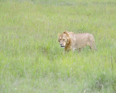 Lion, Male-011513-Maasai Mara National Reserve, Kenya-#2635.jpg