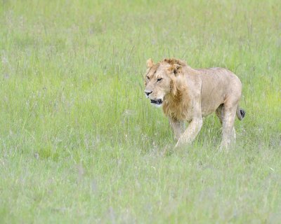 Lion, Male-011513-Maasai Mara National Reserve, Kenya-#2667.jpg