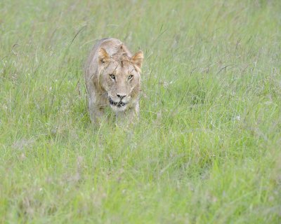 Lion, Male-011513-Maasai Mara National Reserve, Kenya-#2725.jpg