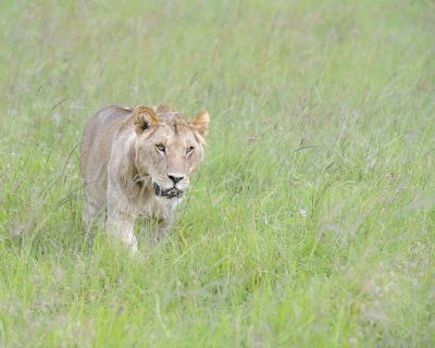 Lion, Male-011513-Maasai Mara National Reserve, Kenya-#2726.jpg