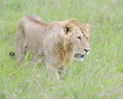 Lion, Male-011513-Maasai Mara National Reserve, Kenya-#2788.jpg