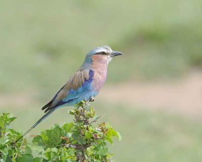 Gallery of Lilac-breasted Roller
