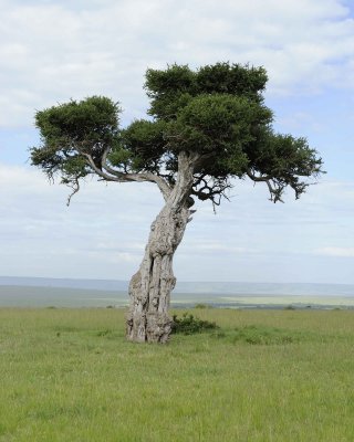 Tree-011513-Maasai Mara National Reserve, Kenya-#0356.jpg