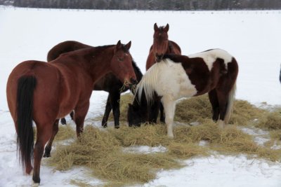 Sleigh ride - Boxing day