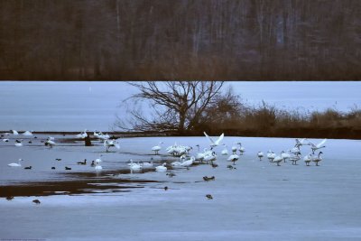 Snow Geese & Tundra Swans