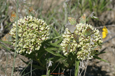 Hairstreaks on Antelope Horn Milkweed