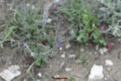 a99-01183-dxo-v1.jpg