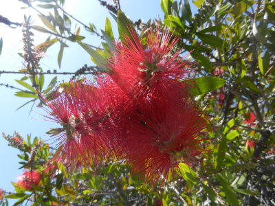 Fireweed