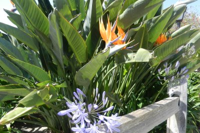 Bird of Paradise