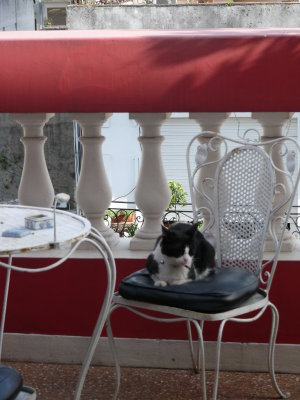 Flavia taking it easy on the balcony