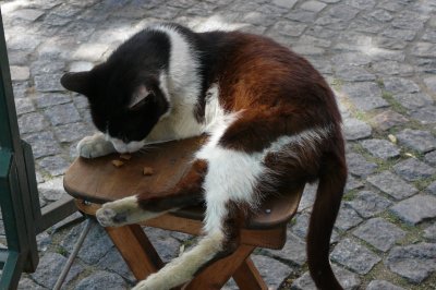 Many of the cats in La Boca are strays - here's one that enjoyed my cat treats!