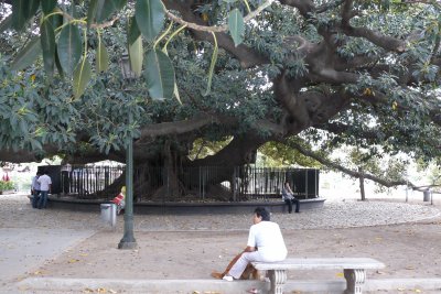 The recoleta Banyan Tree in Plaza Alvear.  A Banyan tree is strangler fig tree.