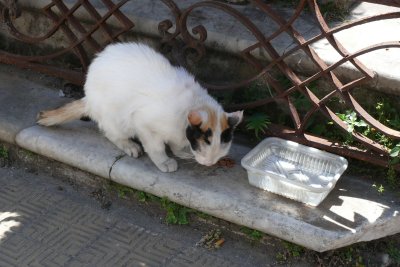 Oh wow, there's a crazy cat lady here that brought treats!