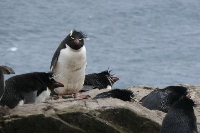 Rockhopper penguins!  What we came to see.