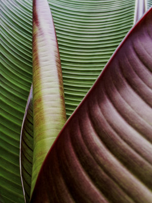 Still Life Competition.jpg