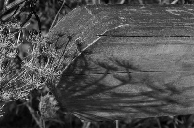 Still Life.jpg