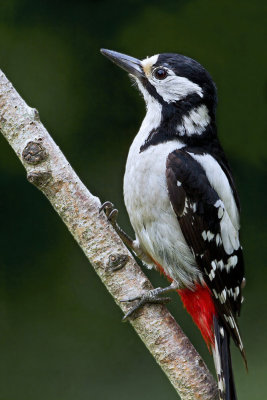 Adult female Great Spotted Woodpecker
