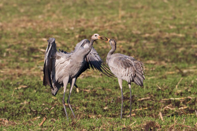Juv. Common Cranes