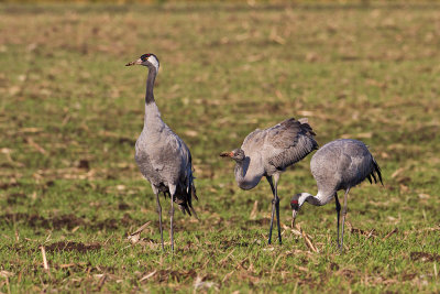 Family of Common Cranes