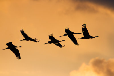 Common Cranes flying in the evening light