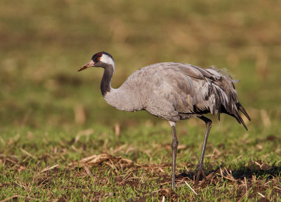 Adult Common Crane