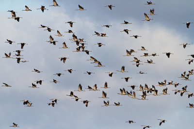  a flock of Common Cranes