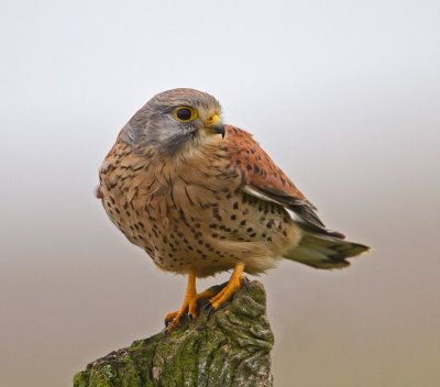 Male Kestrel