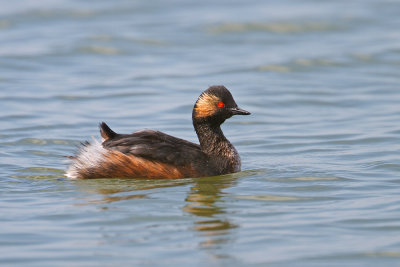 Black-necked Grebe