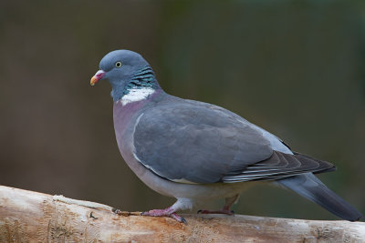 Common Wood Pigeon