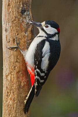 Adult Male Great Spotted Woodpecker